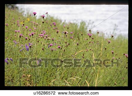 Stock Image - Purple flowers. Fotosearch