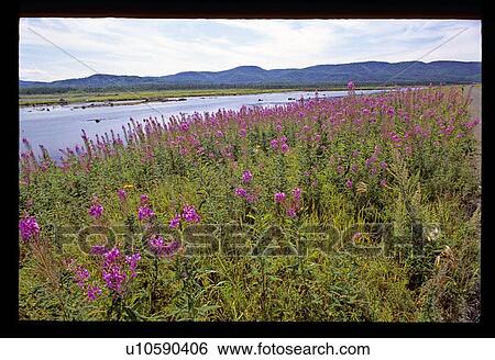 Purple flowers View Large Photo Image Stock Photograph - Purple flowers. Fotosearch