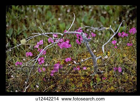 Picture - Purple forest flowers. Fotosearch