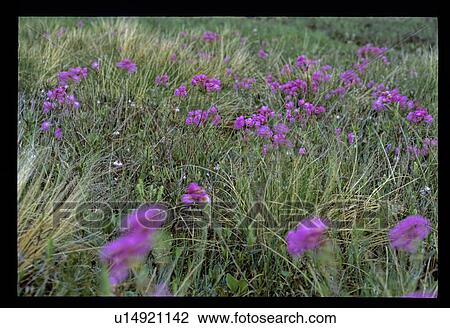 Purple meadow flowers View Large Photo Image Stock Image - Purple meadow flowers. Fotosearch
