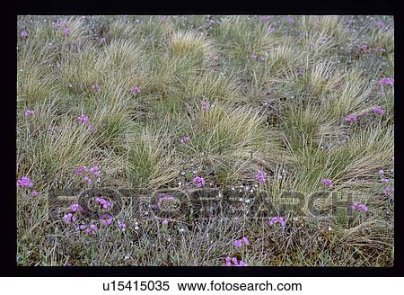 Stock Photography - Purple meadow flowers. Fotosearch