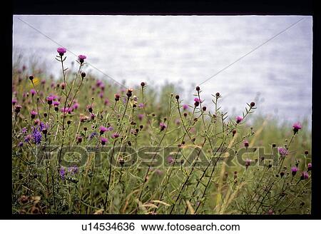 Stock Photograph - Purple shore flowers. Fotosearch