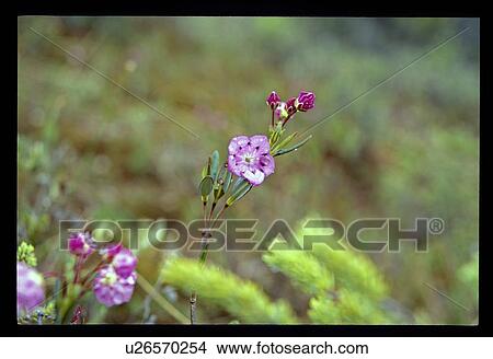 Picture - Purple wax flowers. Fotosearch