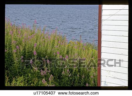 Stock Photo - Purple weeds on a shore. Fotosearch