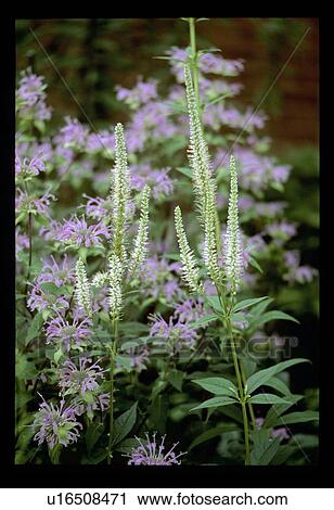 Stock Image - Purple weeds. Fotosearch