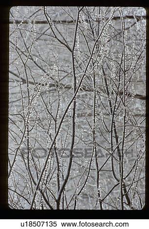 Stock Photography - Raindrops on branches. Fotosearch