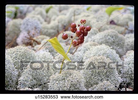 Stock Image - Red berries. Fotosearch