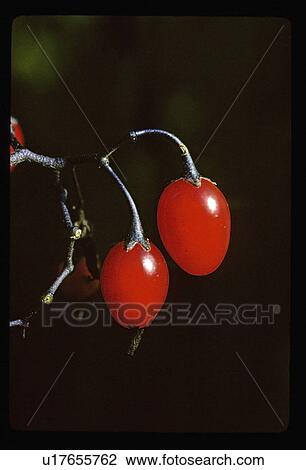 Red berries View Large Photo Image Stock Image - Red berries . Fotosearch