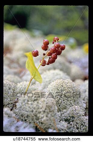 Red berries View Large Photo Image Stock Photography - Red berries . Fotosearch