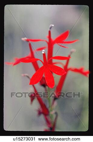Red flower View Large Photo Image Stock Image - Red flower. Fotosearch