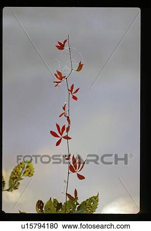 Red plant View Large Photo Image Stock Image - Red plant. Fotosearch