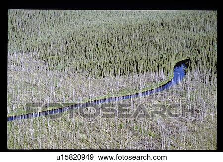 Stock Photo - River through a forest . Fotosearch