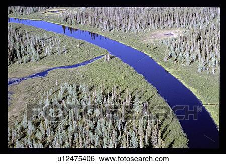 River through a pine forest View Large Photo Image Stock Photograph - River through a pine forest. Fotosearch