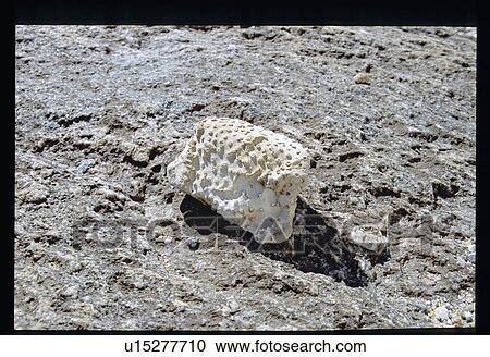 Stock Image - Rock. Fotosearch