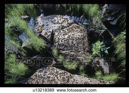 Rock surrounded by plants View Large Photo Image Stock Photo - Rock surrounded by plants. Fotosearch