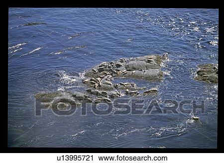 Rocks sticking out of water View Large Photo Image Stock Image - Rocks sticking out of water. Fotosearch