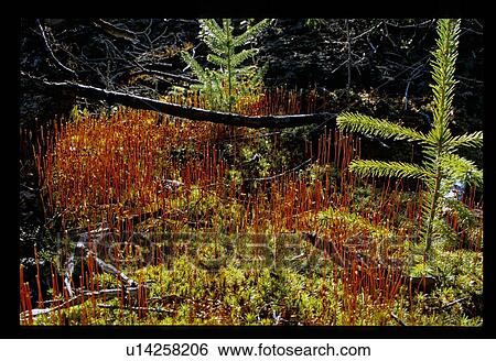 Stock Photograph - Saplings . Fotosearch
