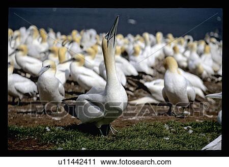 Stock Image - Sea birds. Fotosearch