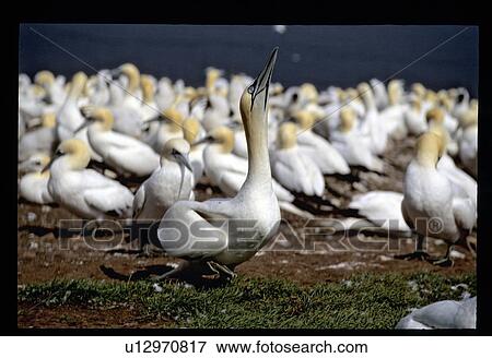 Stock Photo - Sea birds. Fotosearch