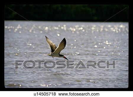 Stock Photo - Seagull landing in the water. Fotosearch
