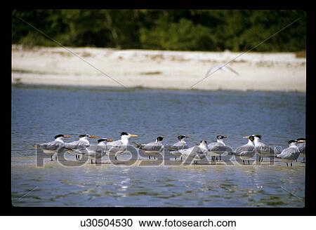 Stock Image - Seagulls in the water. Fotosearch