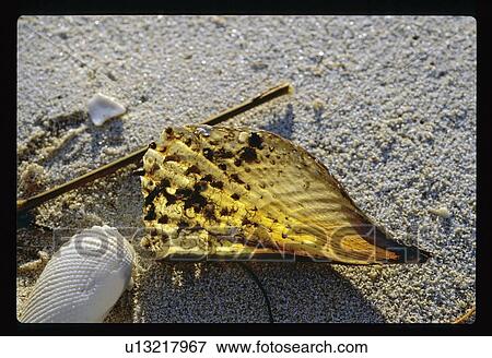 Shells View Large Photo Image Stock Photo - Shells. Fotosearch