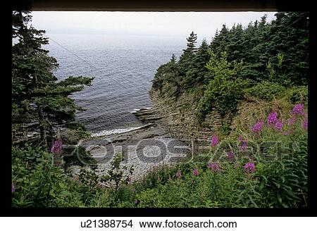 Picture - Shore with purple flowers. Fotosearch