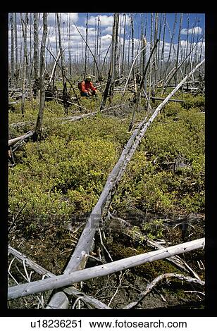 Stock Image - Sitting in the woods. Fotosearch