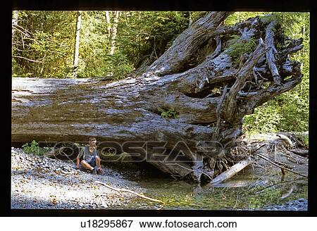 Stock Photo - Sitting under a fallen tree. Fotosearch