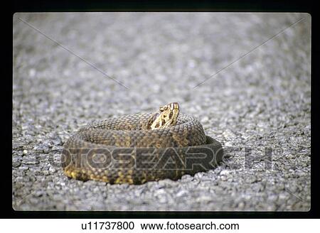 Snake View Large Photo Image Stock Image - Snake. Fotosearch