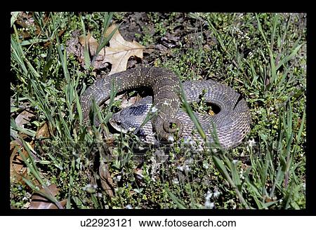 Snake View Large Photo Image Stock Image - Snake. Fotosearch