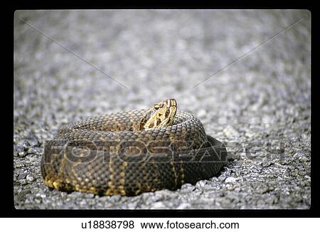 Snake View Large Photo Image Stock Photo - Snake. Fotosearch