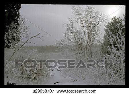 Stock Photo - Snow covered forest. Fotosearch