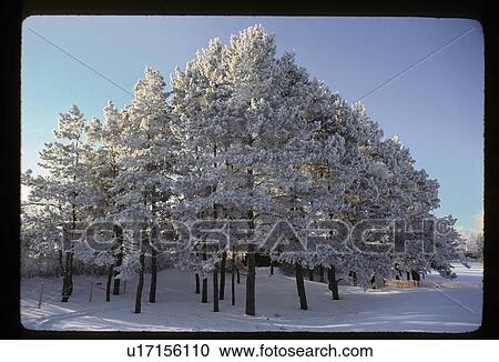Snow covered trees View Large Photo Image Stock Image - Snow covered trees. Fotosearch
