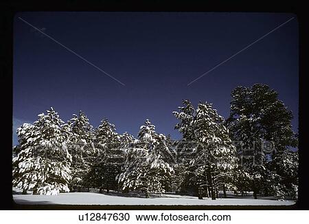 Stock Image - Snowy pine trees. Fotosearch