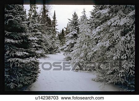 Snowy pine trees View Large Photo Image Stock Image - Snowy pine trees . Fotosearch