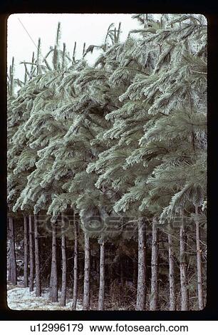 Stock Photo - Snowy pine trees. Fotosearch
