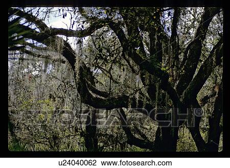 Spanish moss View Large Photo Image Stock Image - Spanish moss. Fotosearch
