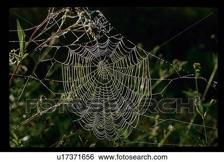 Spider web View Large Photo Image Stock Photograph - Spider web . Fotosearch