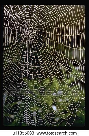 Spiderweb View Large Photo Image Stock Image - Spiderweb . Fotosearch