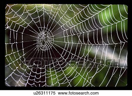 Stock Photography - Spiderweb . Fotosearch