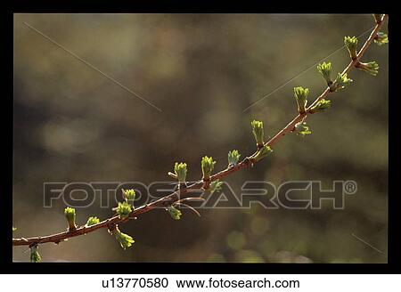Spring buds on a branch View Large Photo Image Stock Image - Spring buds on a branch. Fotosearch