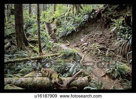 Stock Photo - Stairs in the forest. Fotosearch