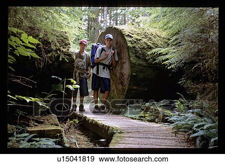 Stock Photo - Standing between a cut log. Fotosearch