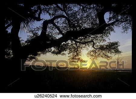 Picture - Sunset. Fotosearch
