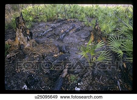 Swamp View Large Photo Image Stock Photo - Swamp. Fotosearch
