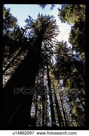 Tall trees View Large Photo Image Stock Photo - Tall trees. Fotosearch