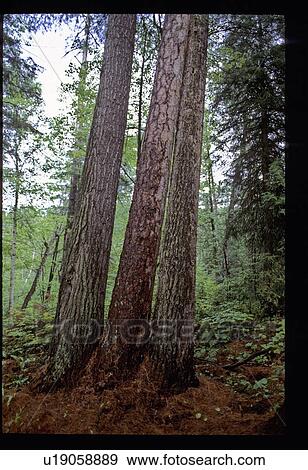 Stock Photo - Tall trees. Fotosearch