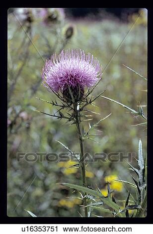 Stock Image - Thistle. Fotosearch