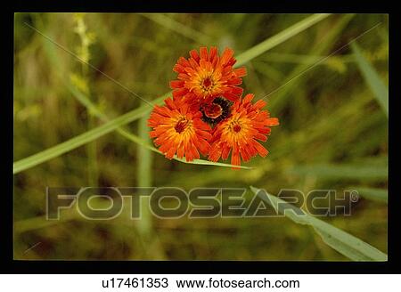 Three orange flowers View Large Photo Image Stock Image - Three orange flowers. Fotosearch